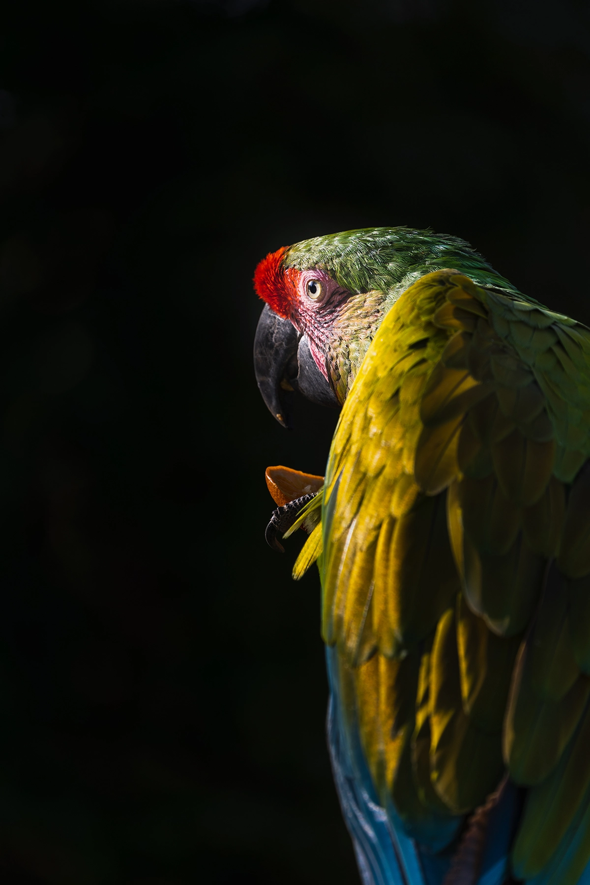 Un ara aux couleurs vives est perché dans un éclairage dramatique, son regard intense se détachant sur un arrière-plan sombre et flou.