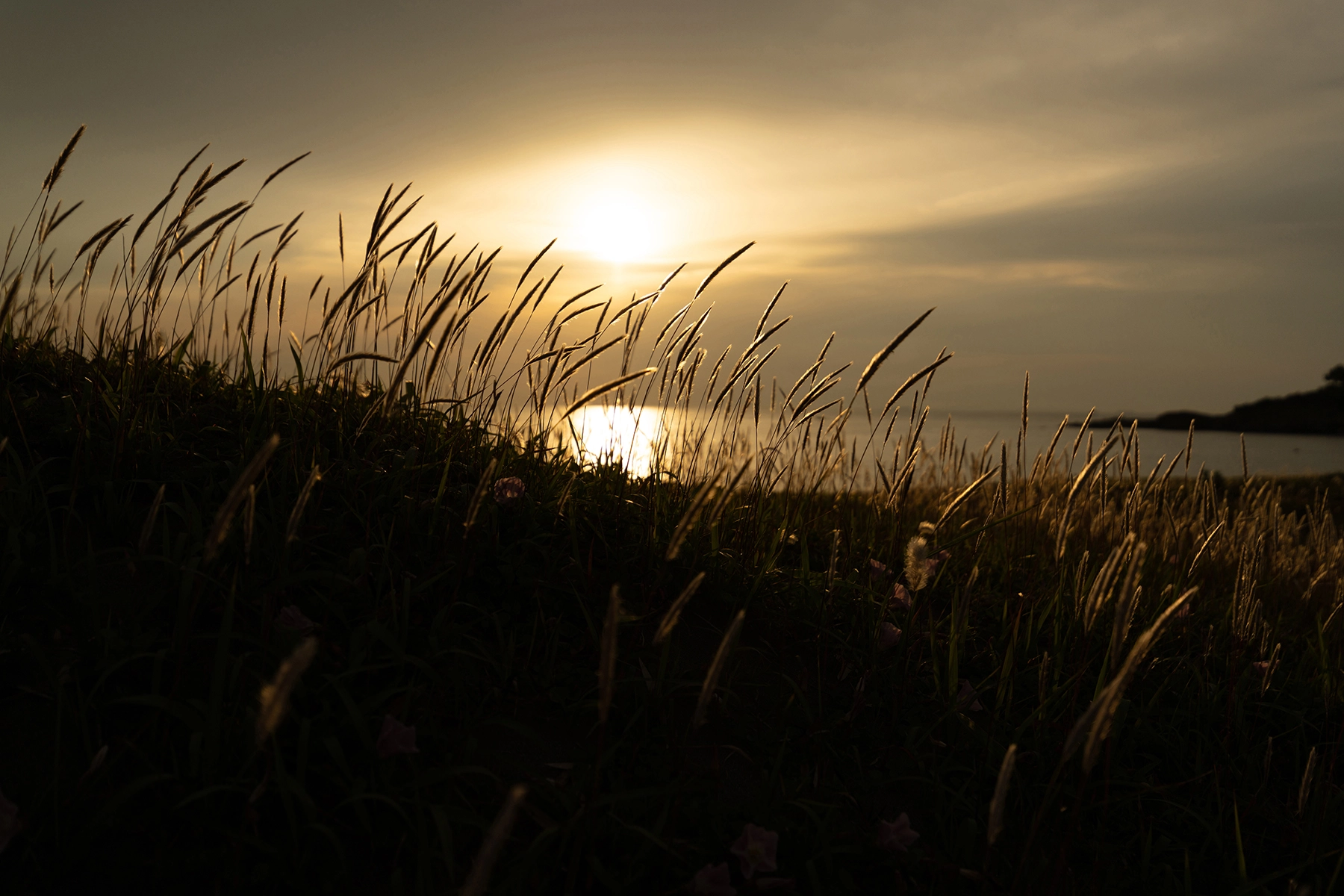 Scène côtière à l'heure dorée avec de hautes herbes éclairées par le soleil couchant, avec un minimum de flare et de ghosting grâce au traitement BBAR-G2 de Tamron pour une clarté et un contraste améliorés dans des conditions de luminosité difficiles.