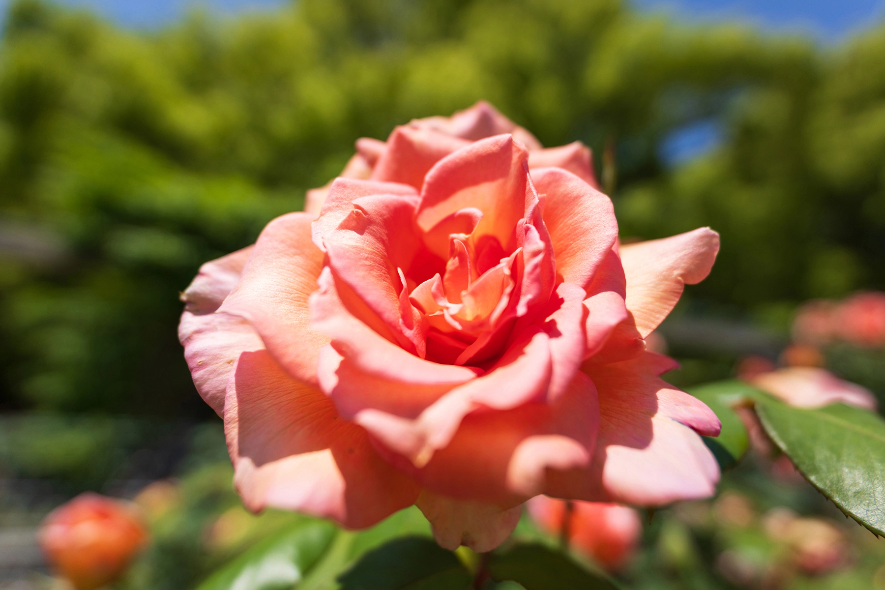 Close-up de uma rosa rosa vibrante fotografada com uma lente grande angular na distância mínima de foco, criando um primeiro plano dramático com fundo desfocado.