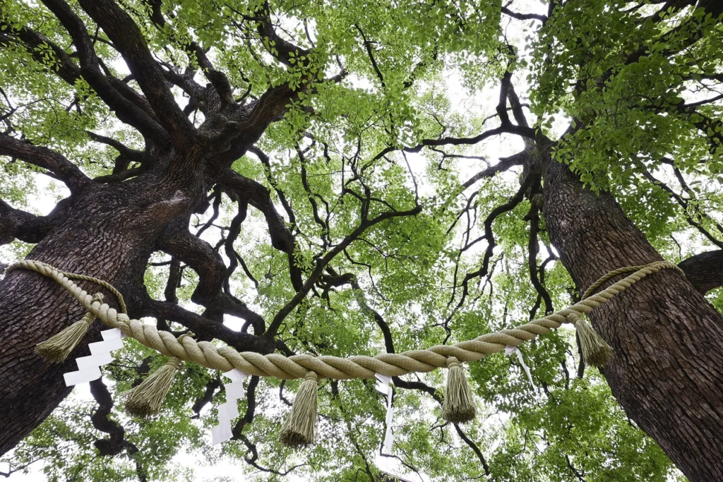 Vue sur de grands arbres verts avec une corde attachée entre deux arbres.