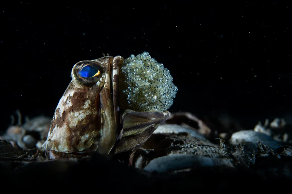 A jawfish with eggs in its mouth