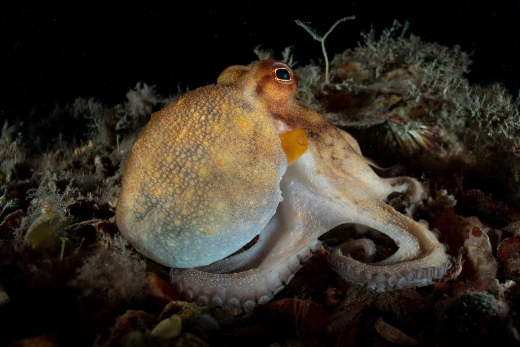 An octopus on the move