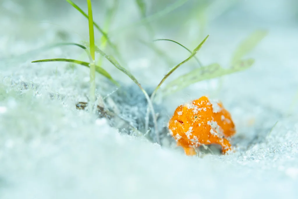Orange juvenile striated frogfish with white sand