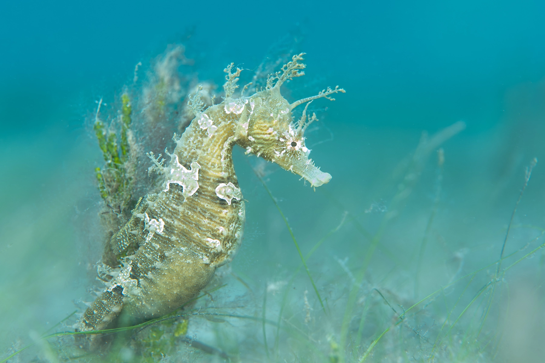 Close-up of a seahorse with intricate details