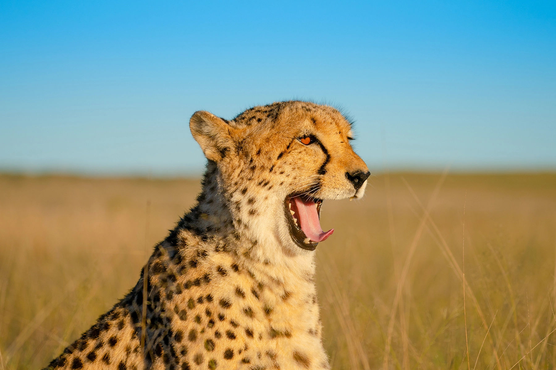 Cheetah in the wild