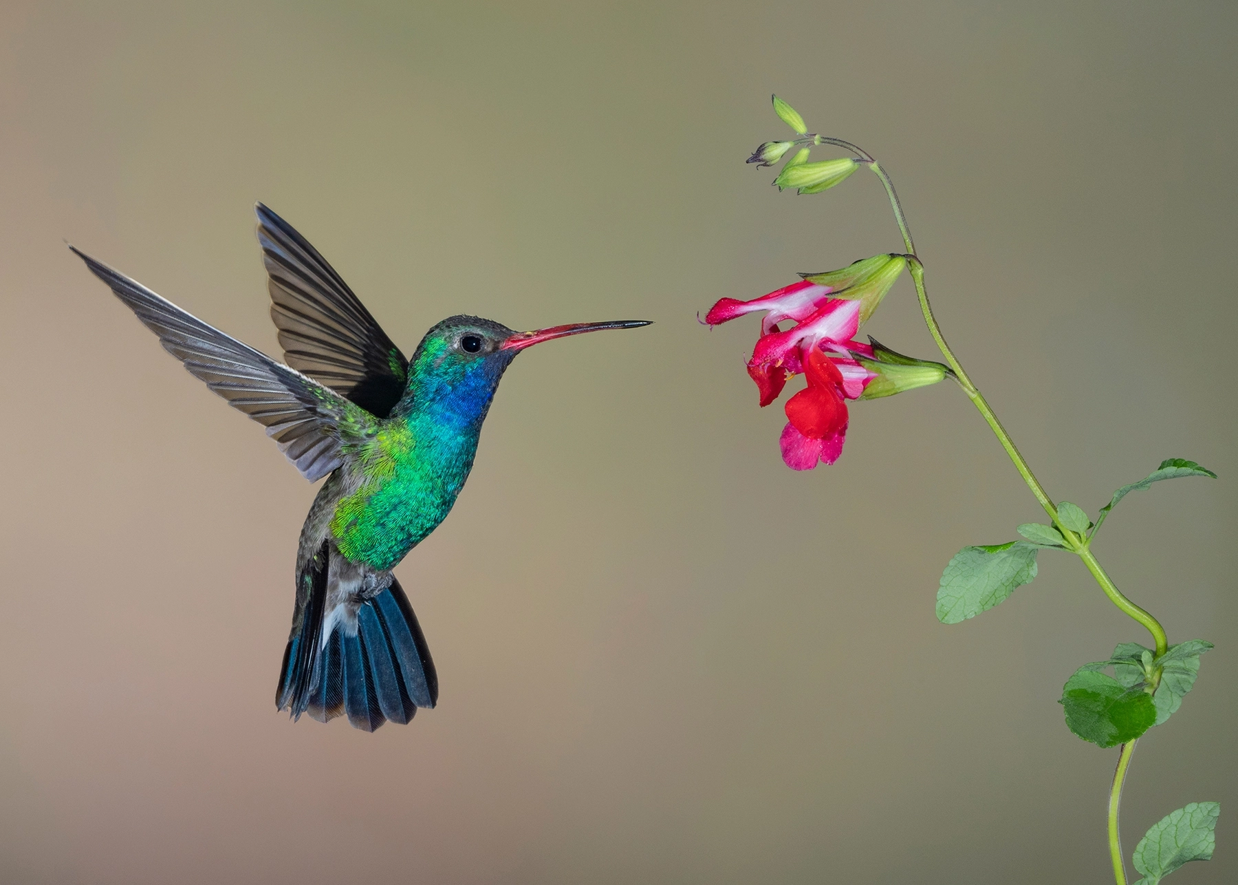 Hummingbird flying to a flower