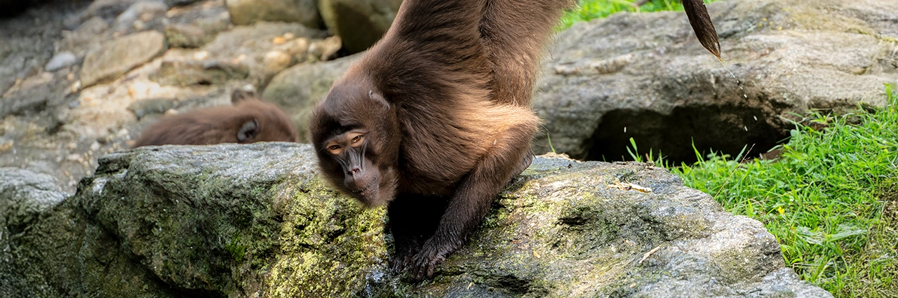 Macaco em movimento sobre rochas, demonstrando o comportamento animal e o momento certo na fotografia de zoológico.