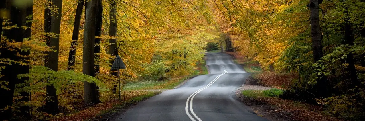 Tree-lined country road winding through a forest of golden-yellow leaves during peak autumn, with soft overcast lighting and a tranquil atmosphere.