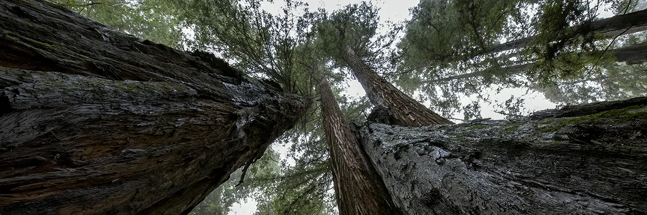Looking up between massive redwood trunks toward the forest canopy with misty sky in the background.