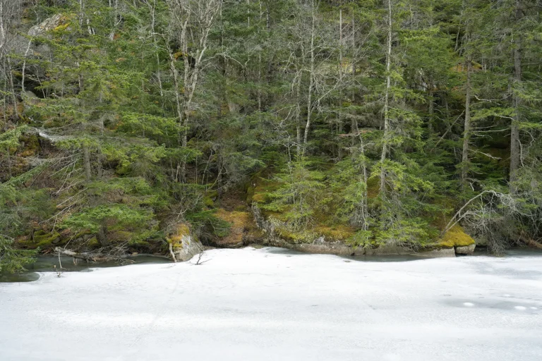 A quiet forest scene with moss-covered rocks and evergreen trees lining the edge of a frozen river, captured during the Tamron 16-30mm field test to highlight the lens’s sharpness and natural color rendering across the frame.