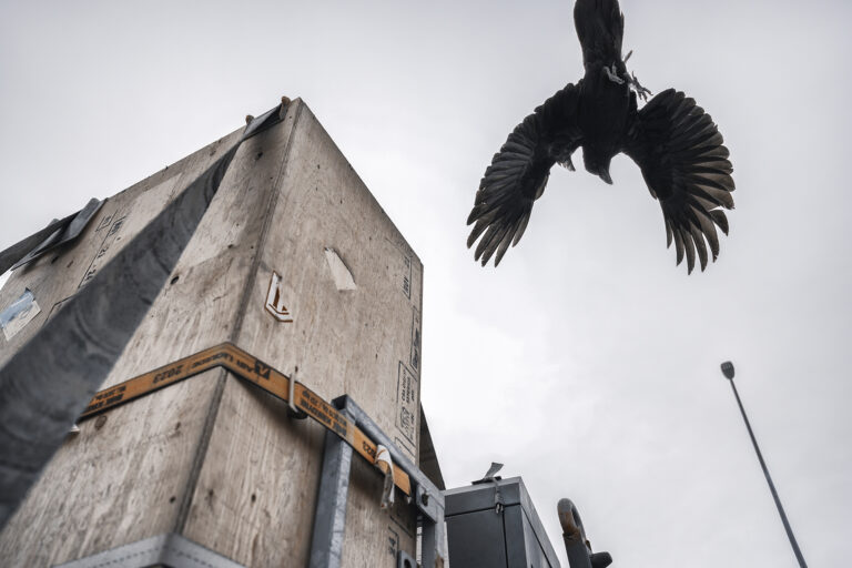A crow captured mid-flight above a wooden crate and industrial equipment, highlighting the 16-30mm lens’s fast autofocus and sharp detail in spontaneous, real-world shooting.
