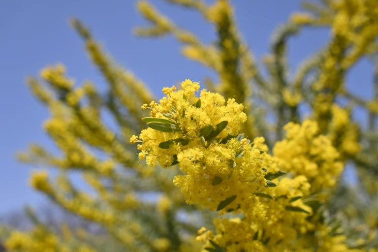 A close up of yellow flowers with greenery interspersed against a blue sky.