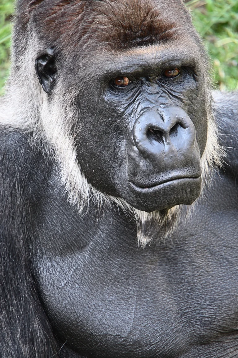 A close up portrait of a gorilla