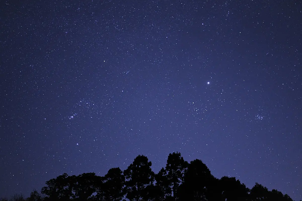 Céu noturno repleto de estrelas acima de árvores em silhueta, capturado com uma lente grande angular Tamron f/2.8 - mostrando detalhes nítidos e brilho da melhor lente para astrofotografia.