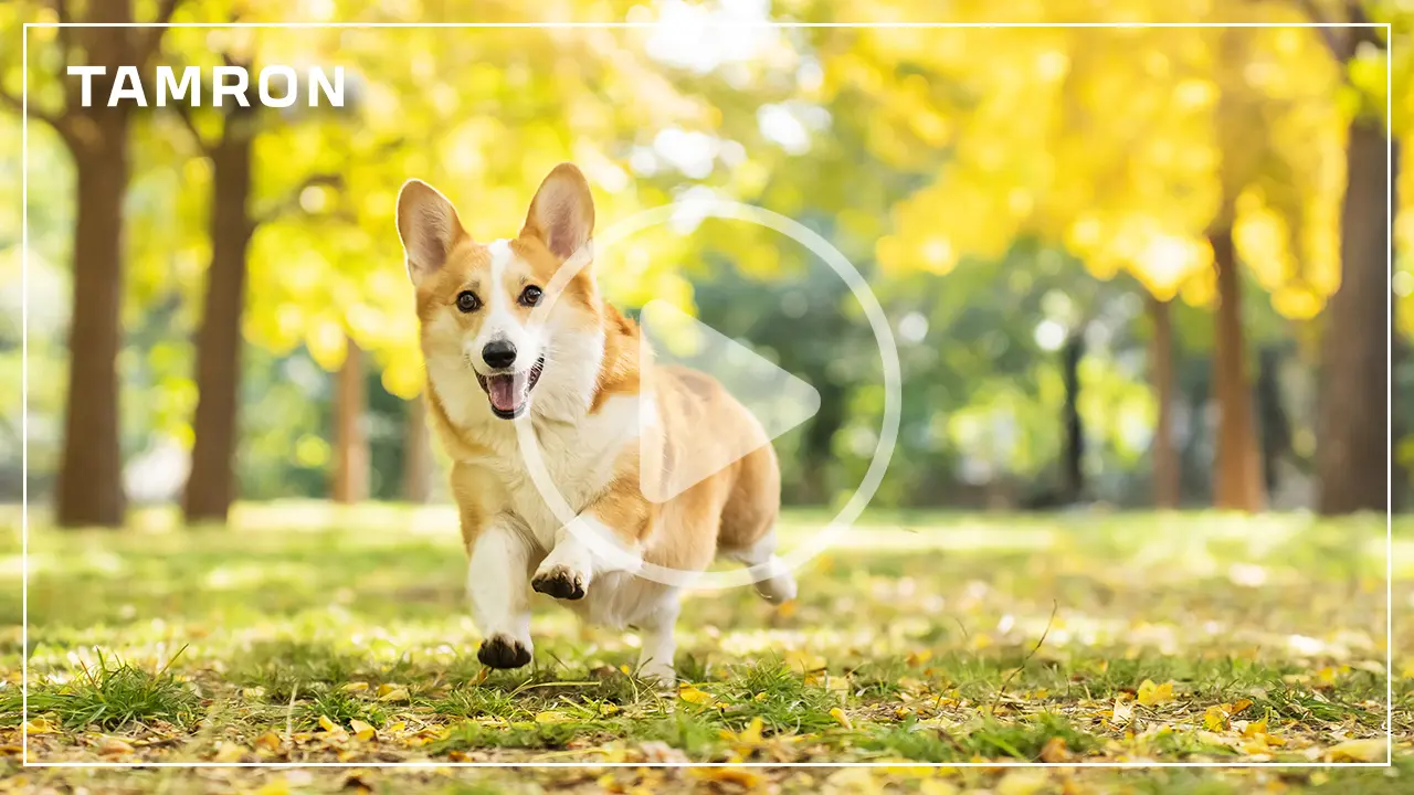 Un juguetón corgi correteando por un parque en otoño, captado con gran nitidez y un bonito desenfoque del fondo, lo que demuestra cuál es el mejor objetivo para fotografía y vídeo para las tomas de acción.