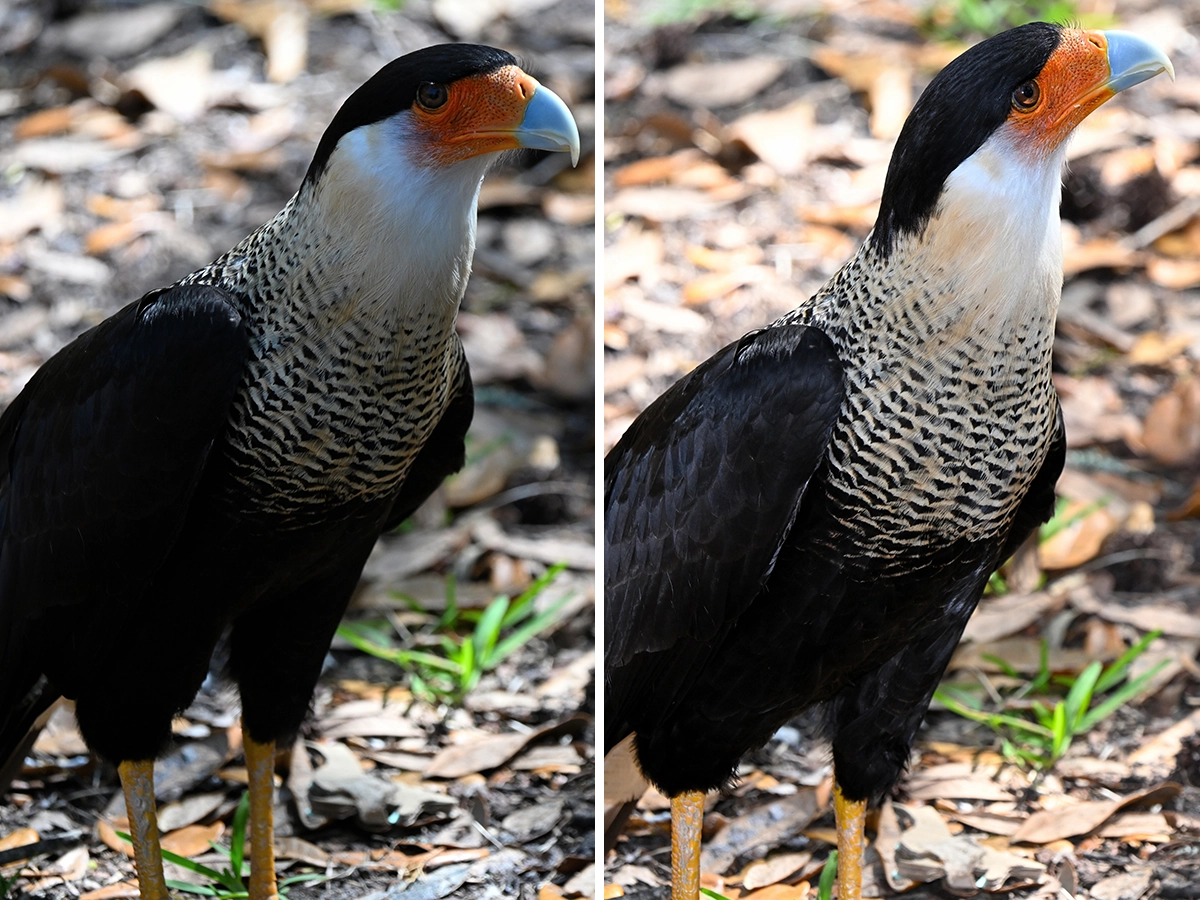 Comparación en paralelo de un pájaro con iluminación exterior, que muestra la diferencia que supone el uso de un flash externo a la hora de aclarar las sombras y realzar los detalles.