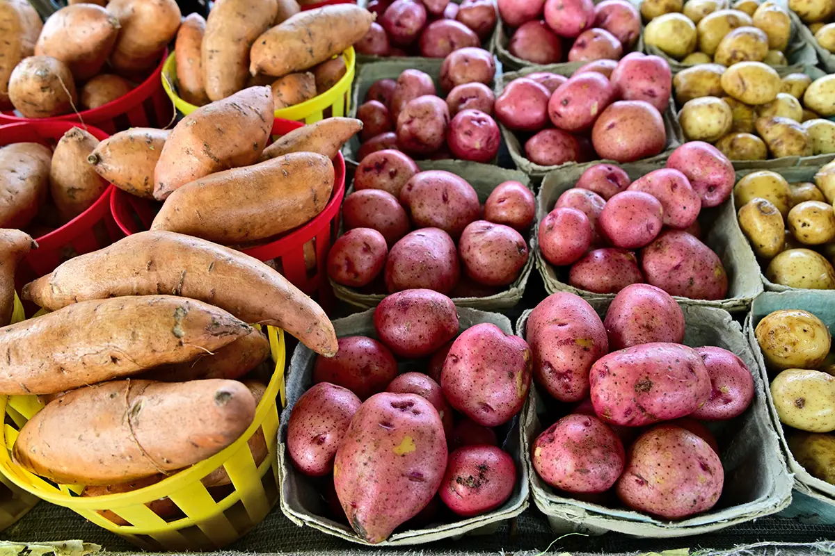 Colorido expositor de boniatos y patatas rojas en cestas, capturado para fotografía de alimentos y bebidas de otoño.