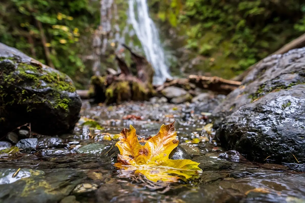 Close-up of a golden autumn leaf in a stream with waterfall in background—captured using macro lens covered in the fall photography tips with Tamron lenses.