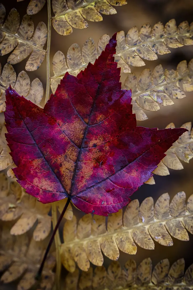 Close-up of a red maple leaf resting on golden ferns—showcasing macro fall photography with Tamron lenses and the intricate textures of autumn.