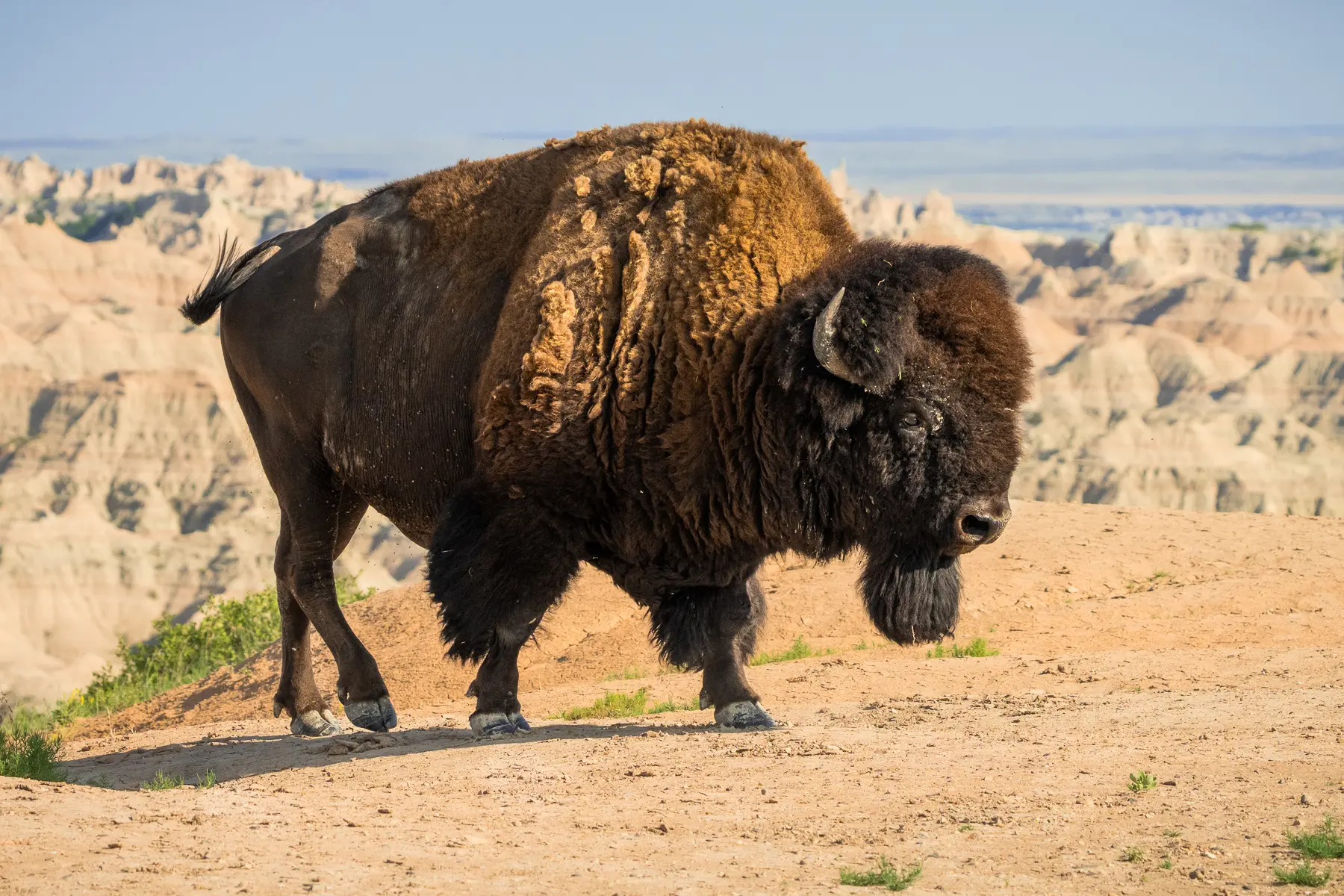 American bison standing on rocky terrain with Badlands formations in background, photographed in natural morning light.