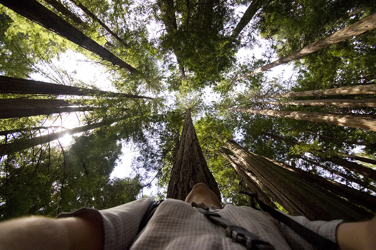 Photographie de forêt de séquoias mettant en valeur des arbres imposants, une lumière douce et de la brume pour des images de paysages californiens spectaculaires.