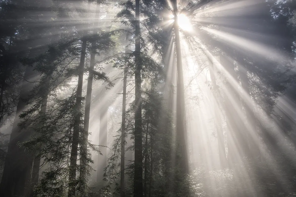 Photographie d'une forêt de séquoias avec de grands troncs, un sous-bois verdoyant et la lumière naturelle de la Californie filtrant à travers la canopée.