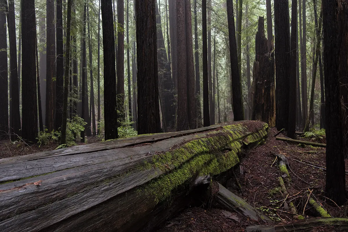 Photographie de forêt de séquoias présentant des troncs spectaculaires convergeant horizontalement et vers le haut dans un éclairage sombre.