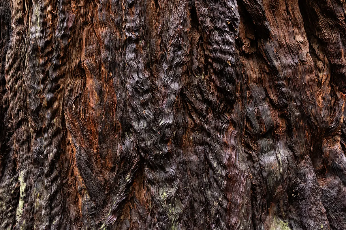 Photographie de forêt de séquoias, mettant l'accent sur les détails du sol forestier, les fougères, la mousse et les champignons, créant ainsi des compositions paysagères intimes.