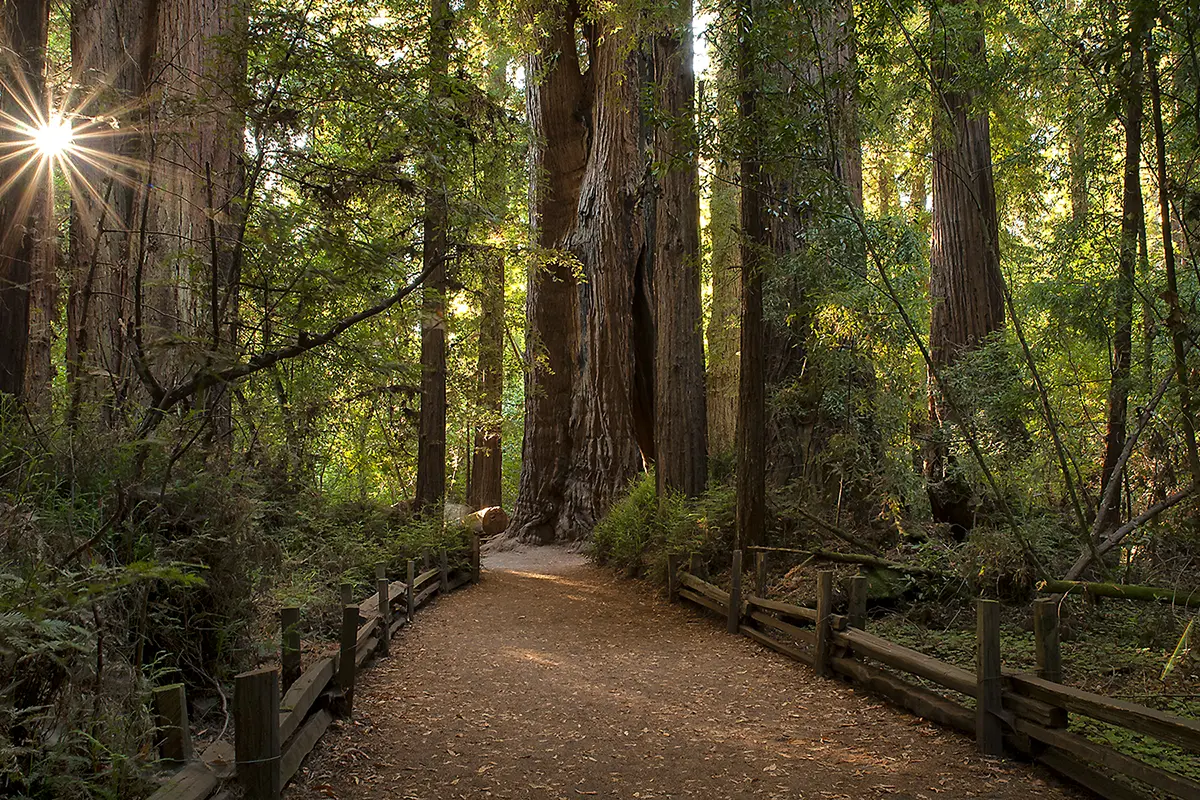 Photographie d'une forêt de séquoias capturant un sous-bois luxuriant le long d'un sentier sous des séquoias californiens imposants avec des éclats de lumière à travers.