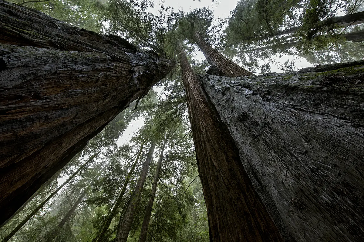 Photographie d'une forêt de séquoias avec vue sur la canopée, troncs convergents, et composition grand angle pour une perspective verticale dramatique.