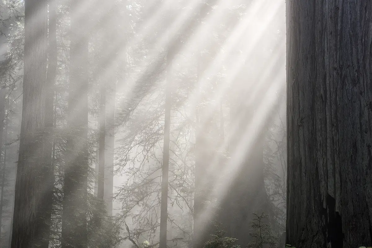 De doux rayons de lumière naturelle filtrant à travers une forêt de séquoias créent une image lunatique.
