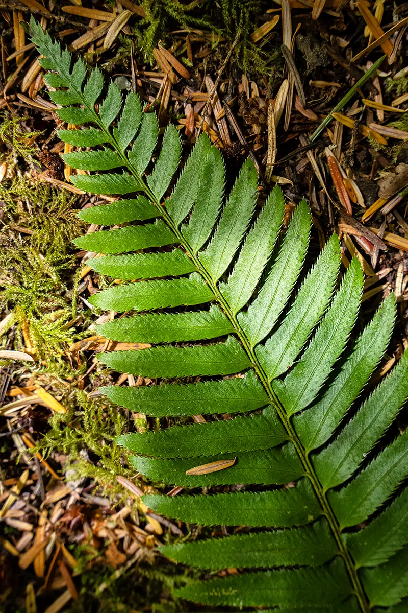 Gros plan d'une fougère verte sur le sol d'une forêt, avec de la mousse et des aiguilles tombées au sol pour donner une texture naturelle.