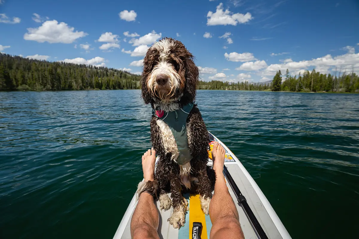 Chien mouillé assis sur un paddleboard entre les jambes d'une personne, flottant sur un lac pittoresque sous un ciel bleu.