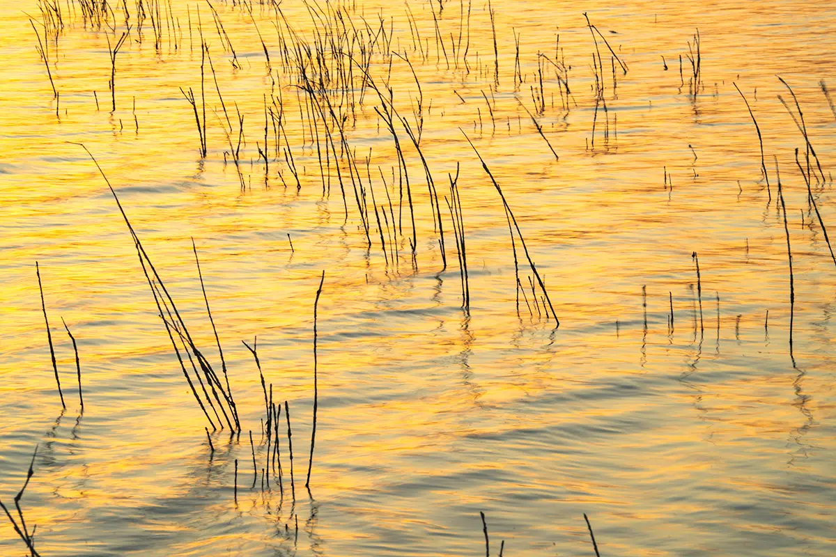 Les reflets de l'eau au coucher du soleil avec les roseaux démontrent la nécessité de capturer les petits détails, l'un des principaux conseils en matière de photographie de voyage.
