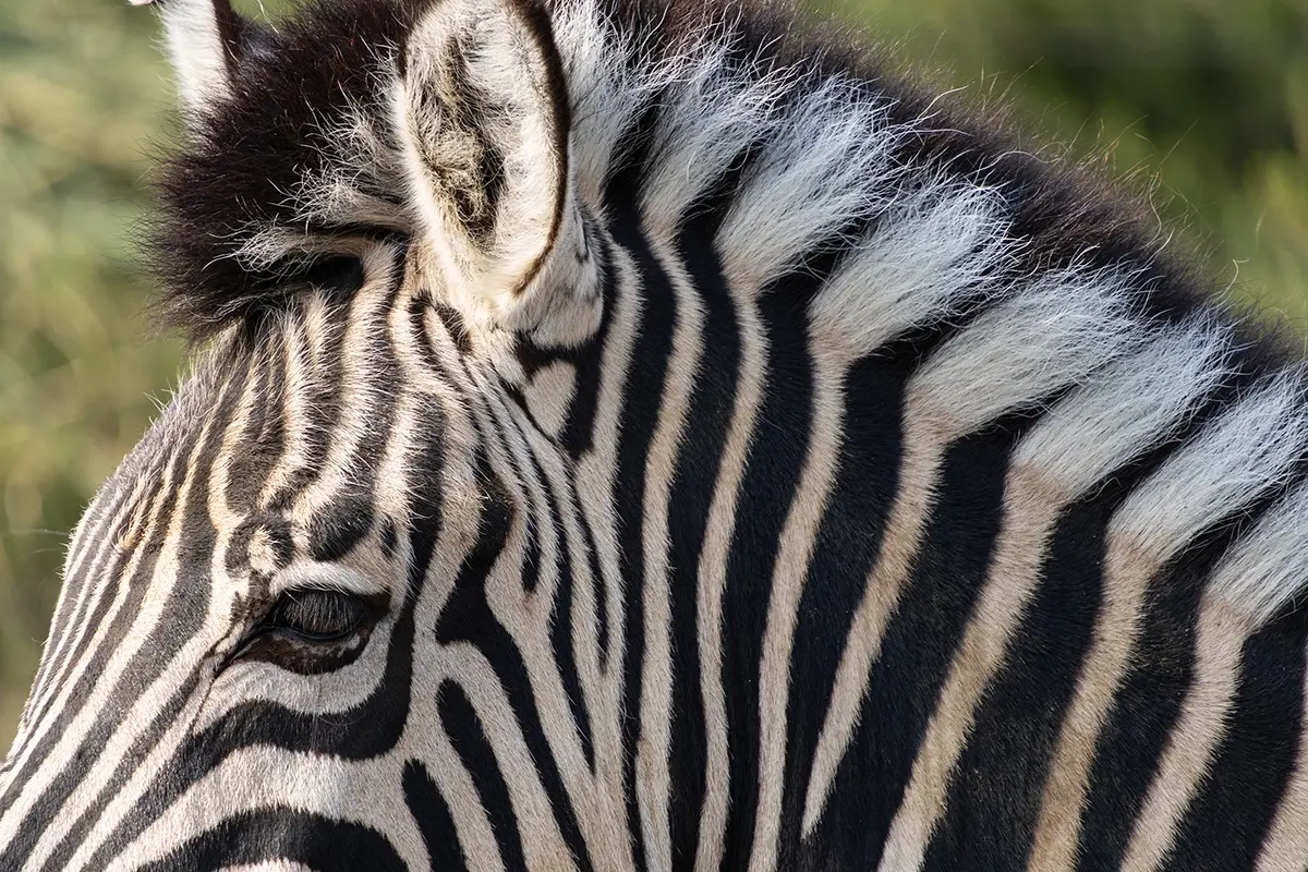 Close-up do rosto e das listras de uma zebra fotografada com uma lente supertelefoto Tamron RF em uma câmera sem espelho Canon EOS.