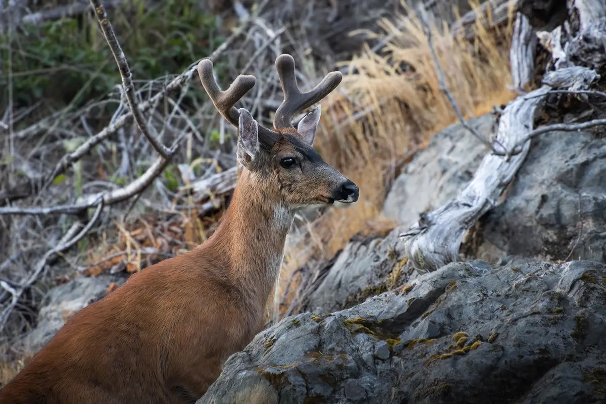 La photographie de l'île de Vancouver n'est pas complète sans des images de cerfs à queue noire à East Sooke, sur l'île de Vancouver.
