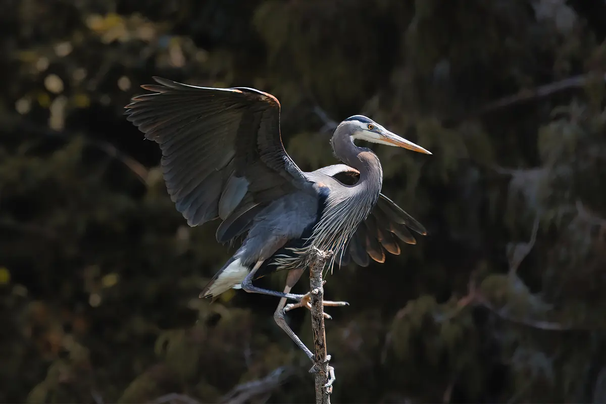 La photographie sur l'île de Vancouver nécessite un téléobjectif pour capturer des images de grands hérons à Nanaimo.
