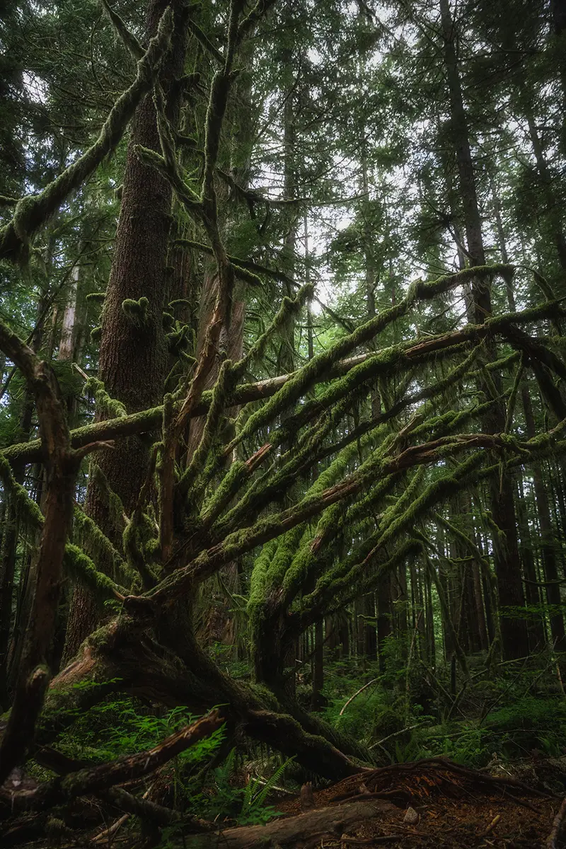 Arbre couvert de mousse, Avatar Grove, île de Vancouver 