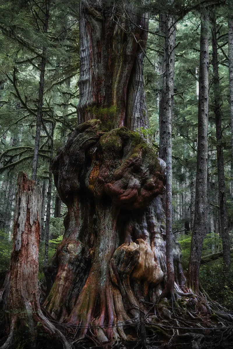 L'arbre le plus noueux du Canada à Avatar Grove, sur l'île de Vancouver, est une occasion de prendre des photos inoubliables.