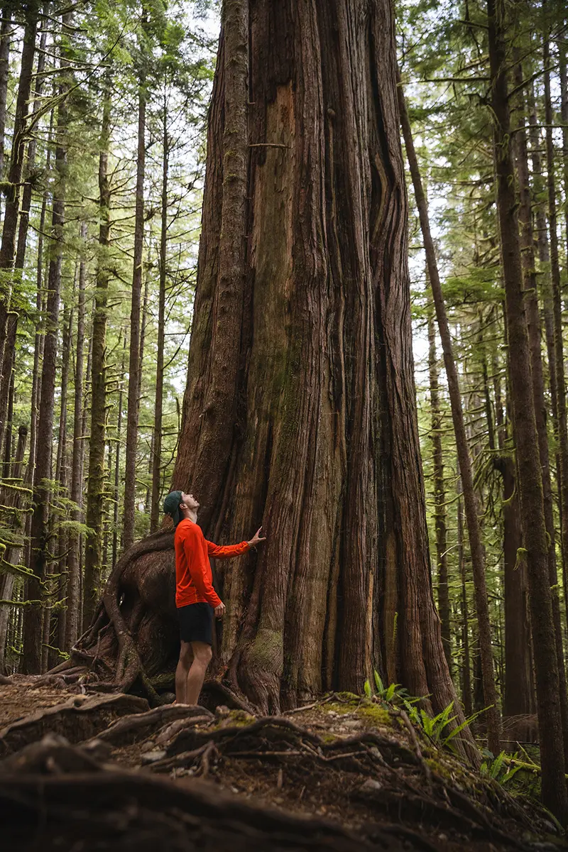 Cèdre centenaire, Avatar Grove, île de Vancouver