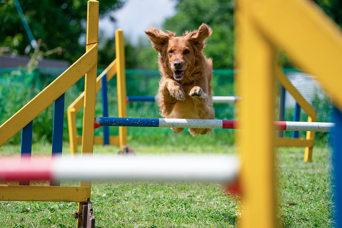 Golden retriever a medio salto sobre una valla de agilidad durante una carrera de obstáculos para perros al aire libre, con equipos de colores en el primer plano y el fondo.