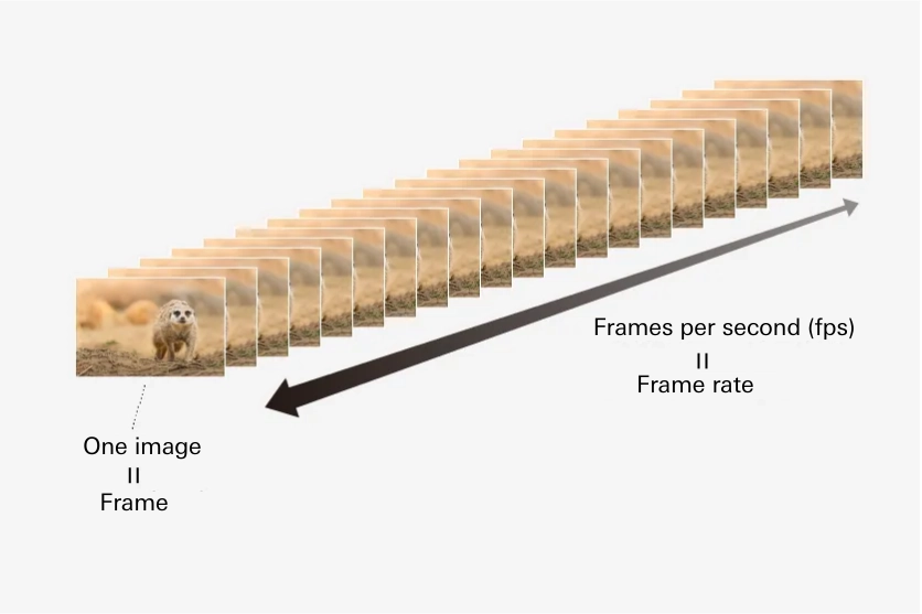 Ilustración que explica la velocidad de fotogramas para grabar vídeo con una cámara sin espejo, mostrando los fotogramas por segundo (fps) utilizando imágenes secuenciales de animales.