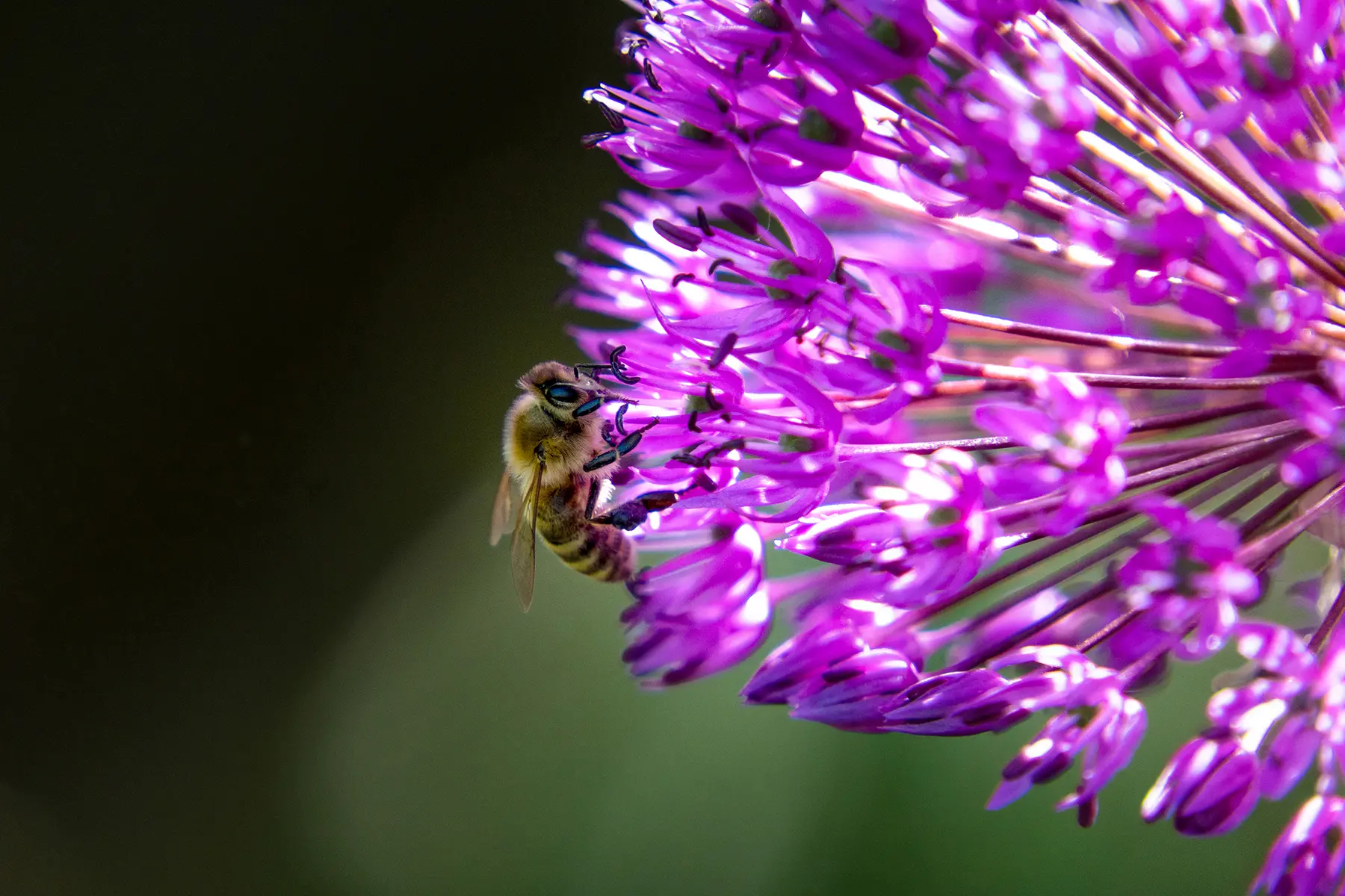 Photo macro d'une abeille sur une fleur violette avec un objectif zoom tout-en-un