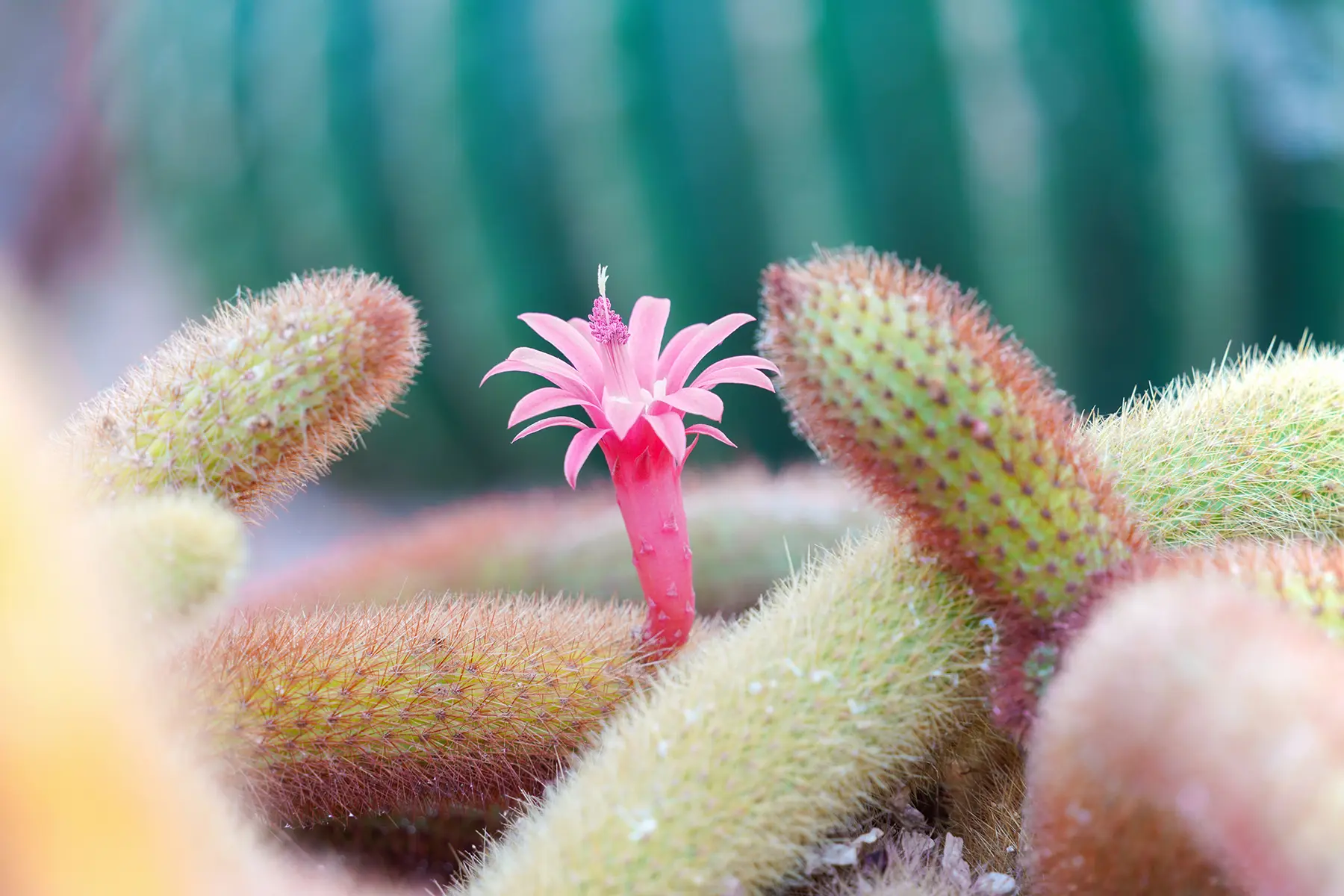 Macro d'une fleur de cactus rose prise avec un objectif tout-en-un