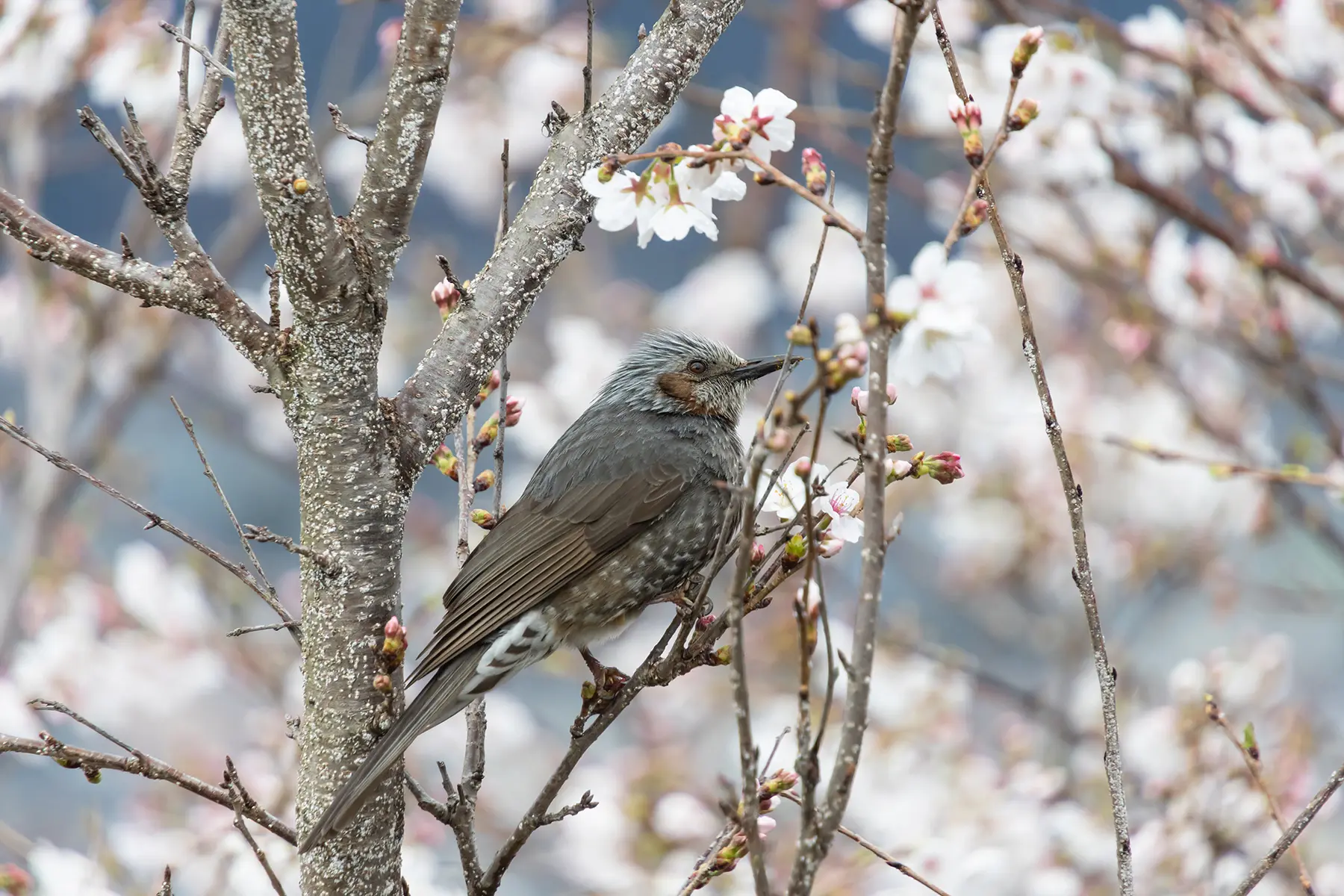 Oiseau brun perché sur une branche de cerisier en fleurs au printemps