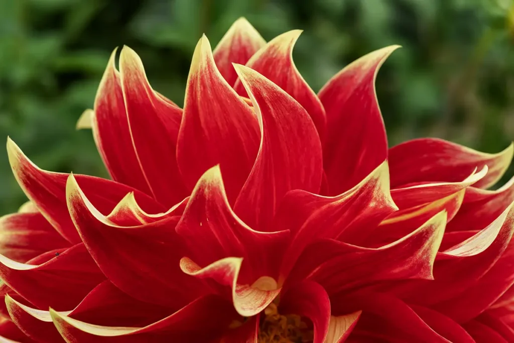Primer plano de una flor de dalia, con numerosos pétalos rojos apretados y puntas amarillas.
