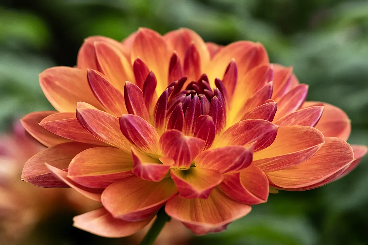 Primer plano de una flor de dalia roja y amarilla.