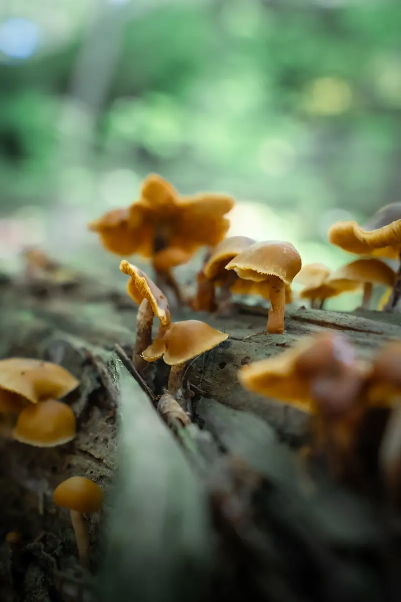 A close-up of a cluster of small, orange-brown mushrooms, growing on a decaying log in a natural forest.