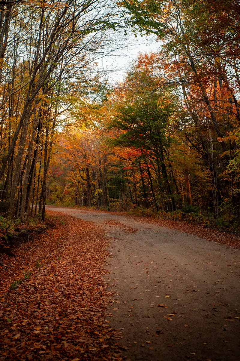 A country lane road with an s-curve and trees with fall colors and the road scattered with the leaves.