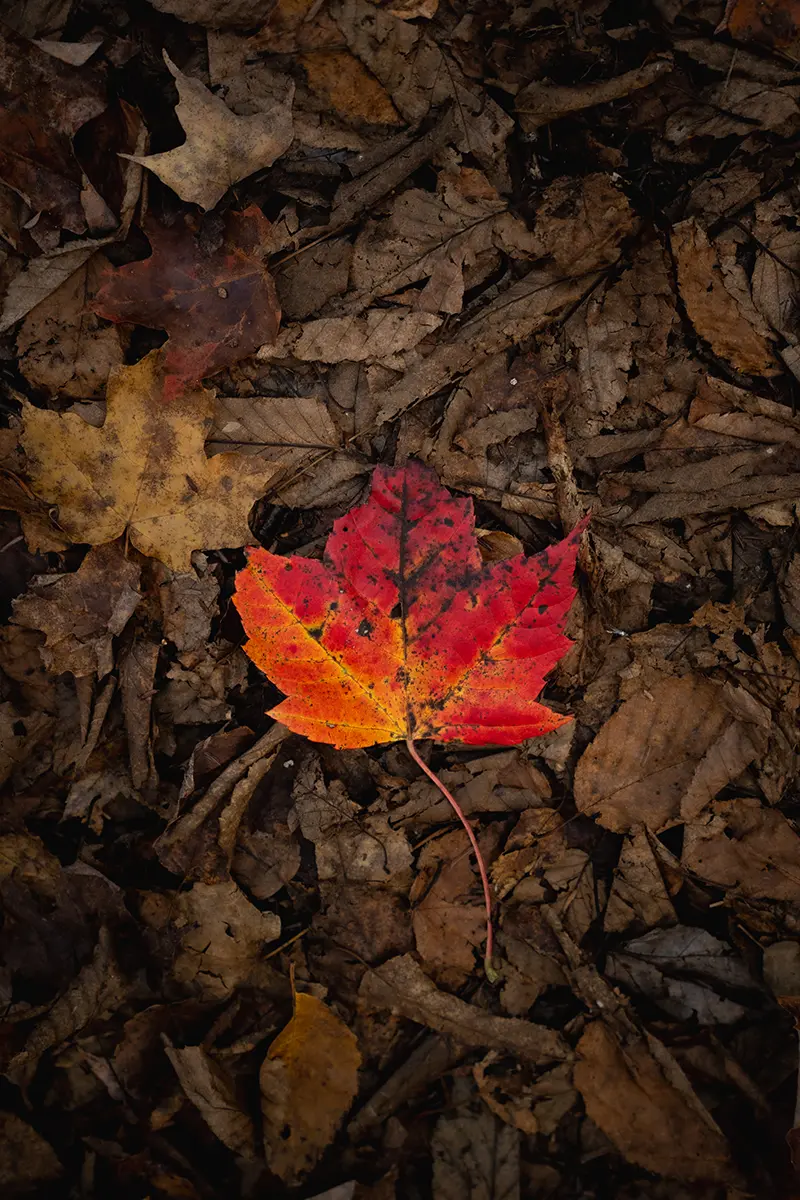 A single red and yellow leaf resting on brown mulch.